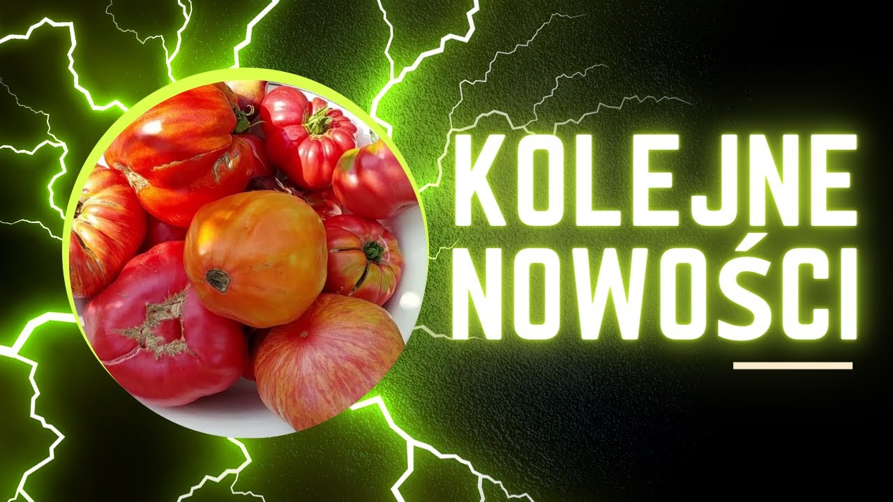 Pomidorowe nowości 🍅 zbiory.... 🍅