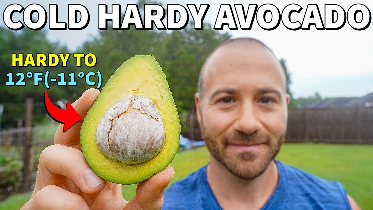 Amazing Lila Avocado Harvest! This AVOCADO TREE Grows Where Others Fail