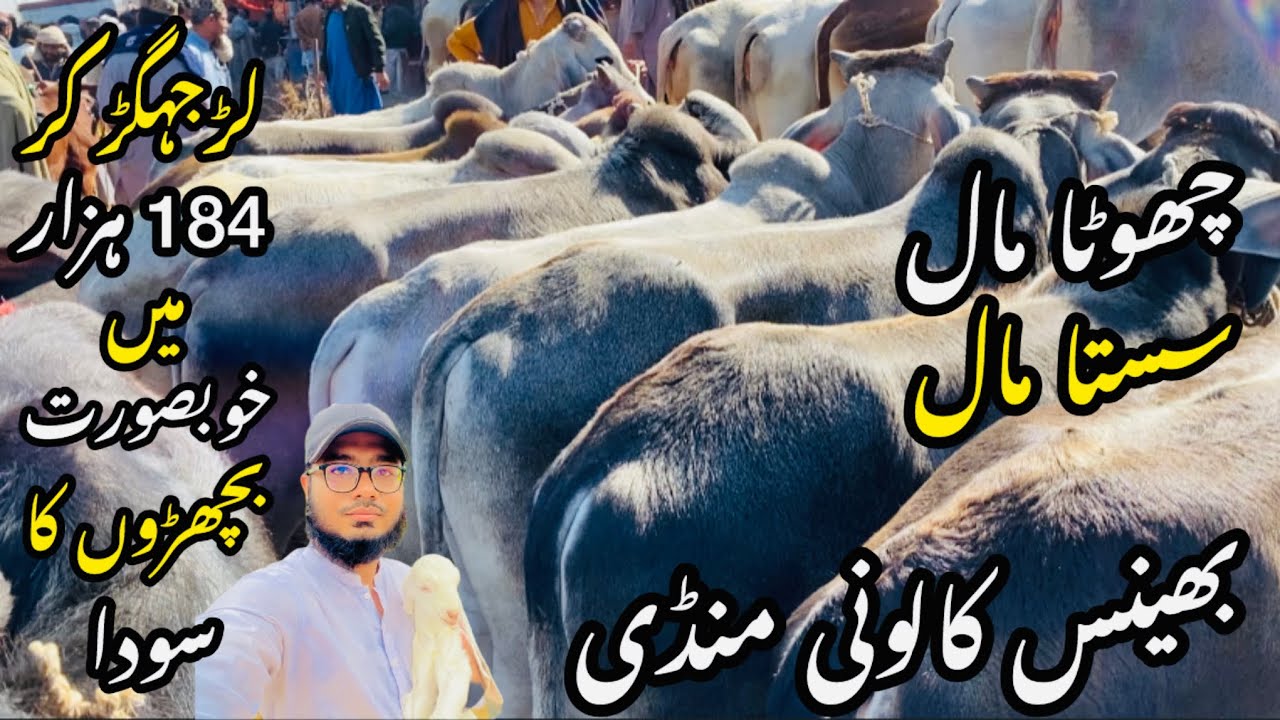 Bhains Colony Mandi Karachi Cattle Rates Update❤️ || 31 January 2026 || Cow Mandi 2026 💫