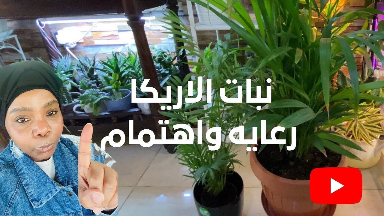 نبات نخلة الاريكا رعاية واهتمام في صالتي 🪴😍