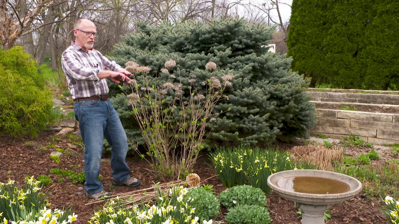 🌱How to Prune Incrediball Smooth Hydrangea in Spring🌱