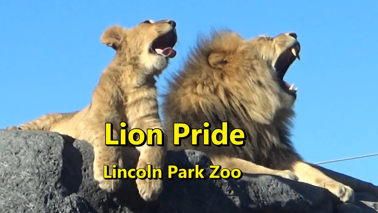 Lion Pride with cubs resting on a warm October day at Lincoln Park Zoo Chicago