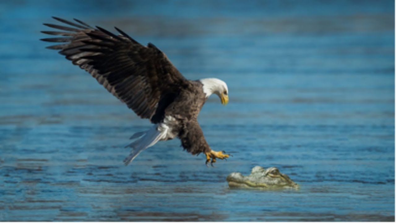 This Crocodile Fought With The Eagle  Can Eagle Hunt Baby Crocodile | Eagle vs Crocodile