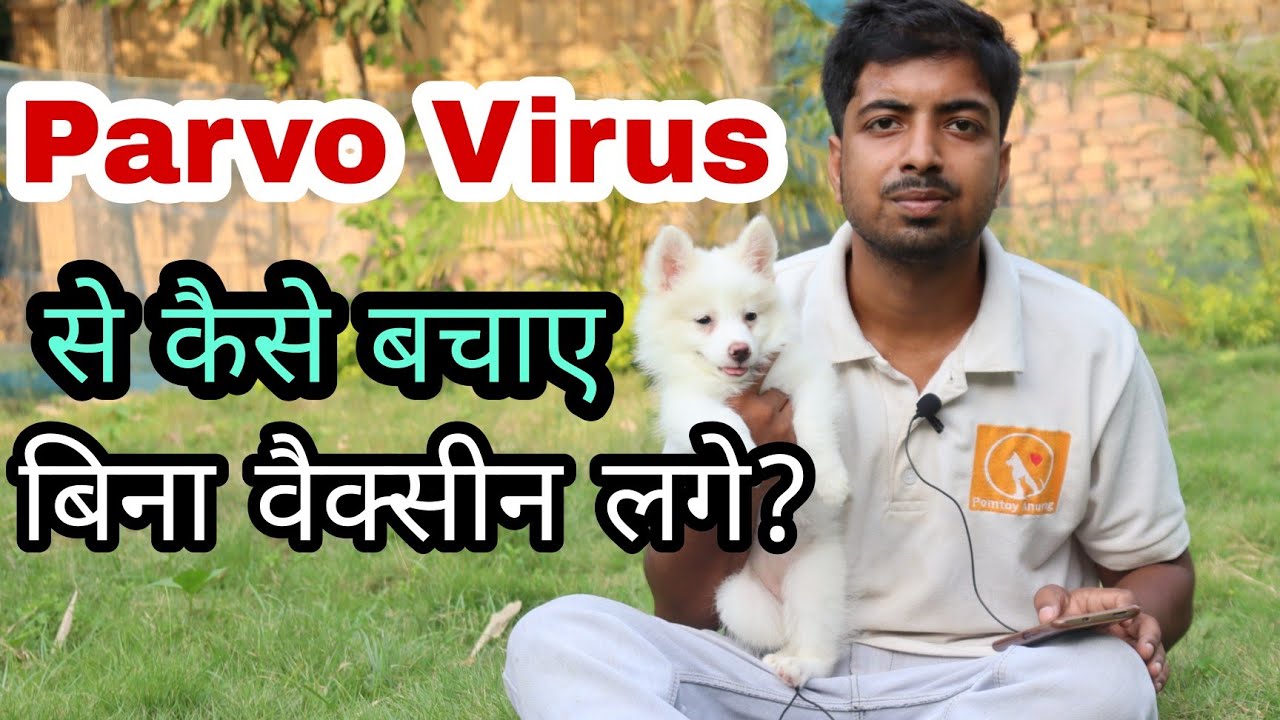 how to protect new puppy from PARVO without vaccine any breed? Important Video 🔥