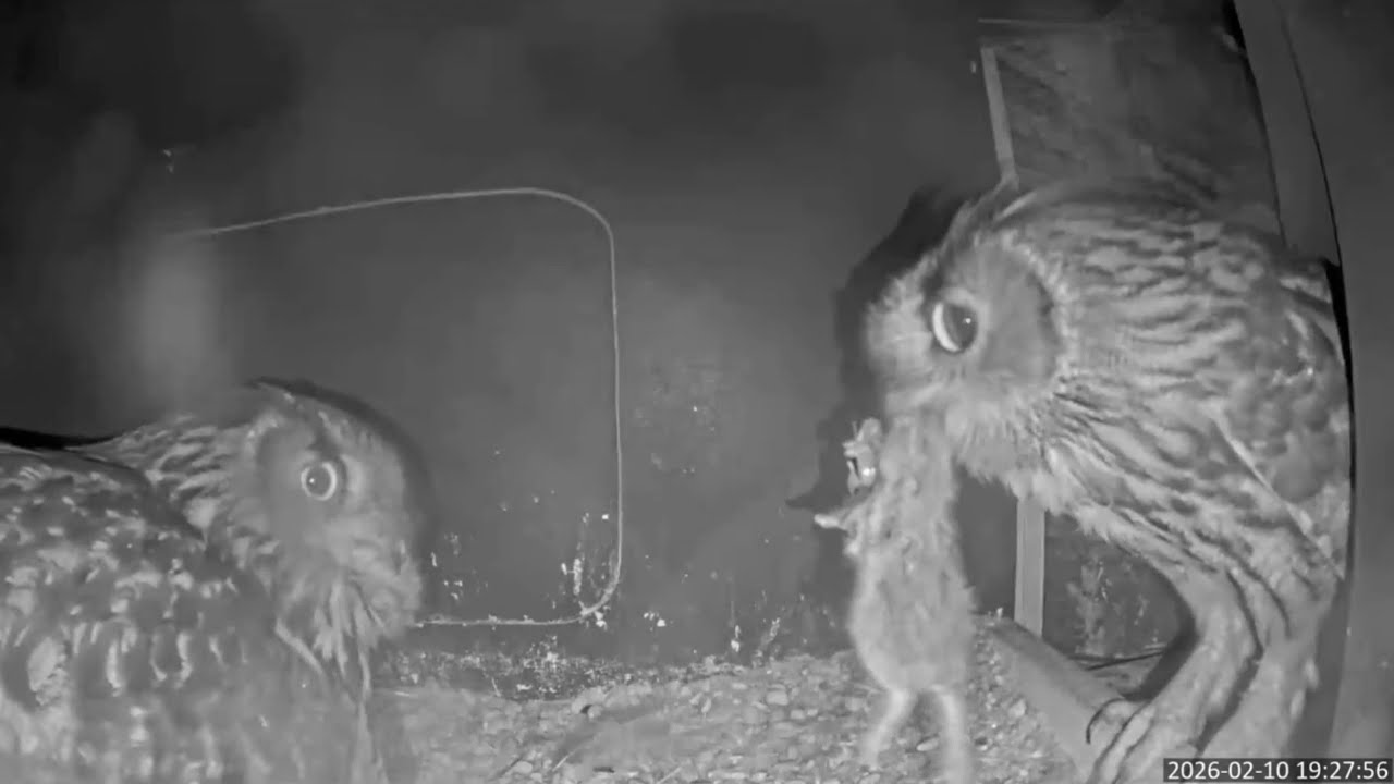 NABU Marburg ♡10. Februar 🦉🥚🦉Paargeflüster und Wiedersehen nach dem ersten Ei