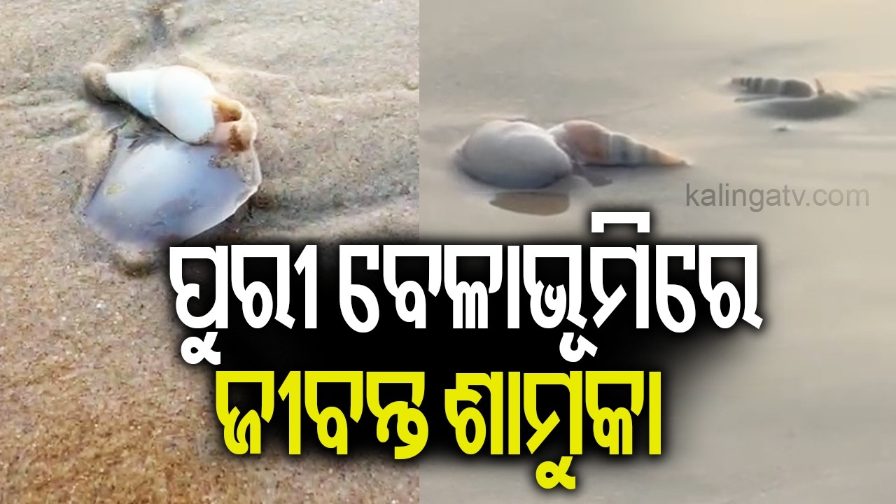 ପୁରୀ ବେଳାଭୂମିରେ ଜୀବନ୍ତ ଶାମୁକା | Live sea shells spotted on sea beach in Puri || Kalinga TV