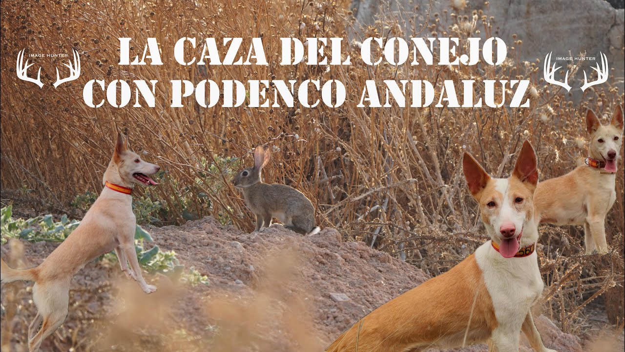  🎥&bull; LA CAZA DEL CONEJO CON PODENCO ANDALUZ&bull; ( Equipo solognac M&aacute;laga) 🇪🇸