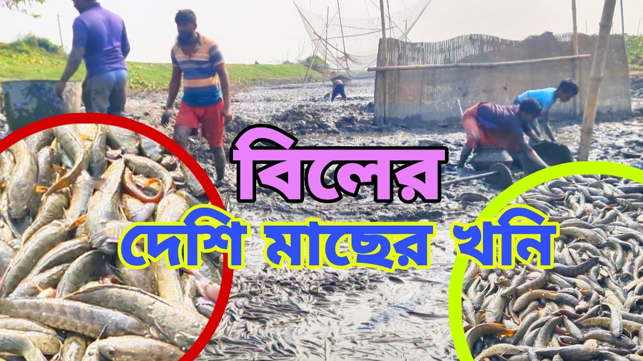 এই খালে পানি সেচের পর যা দেখতে পেল, জেলেরা, তা দেখে সবার চোখ কপালে উঠে গেল, #fishing #fishingvideo 
