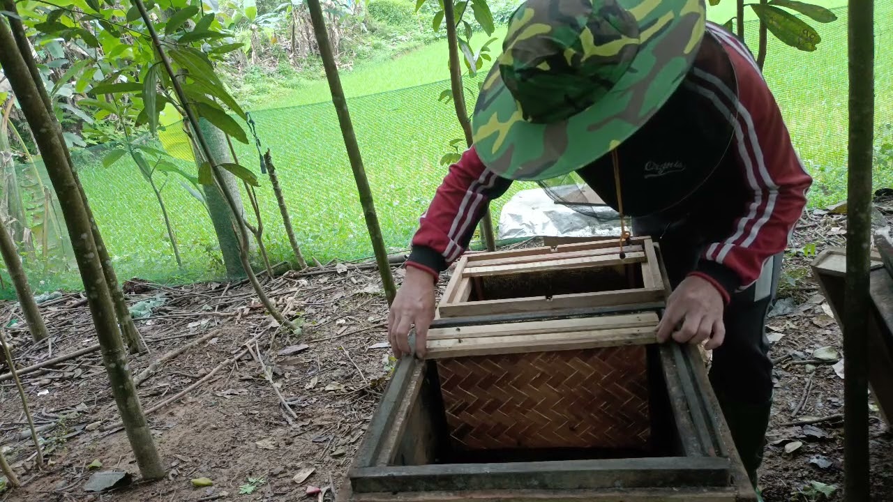 Vietnamese,style honey bee breeding