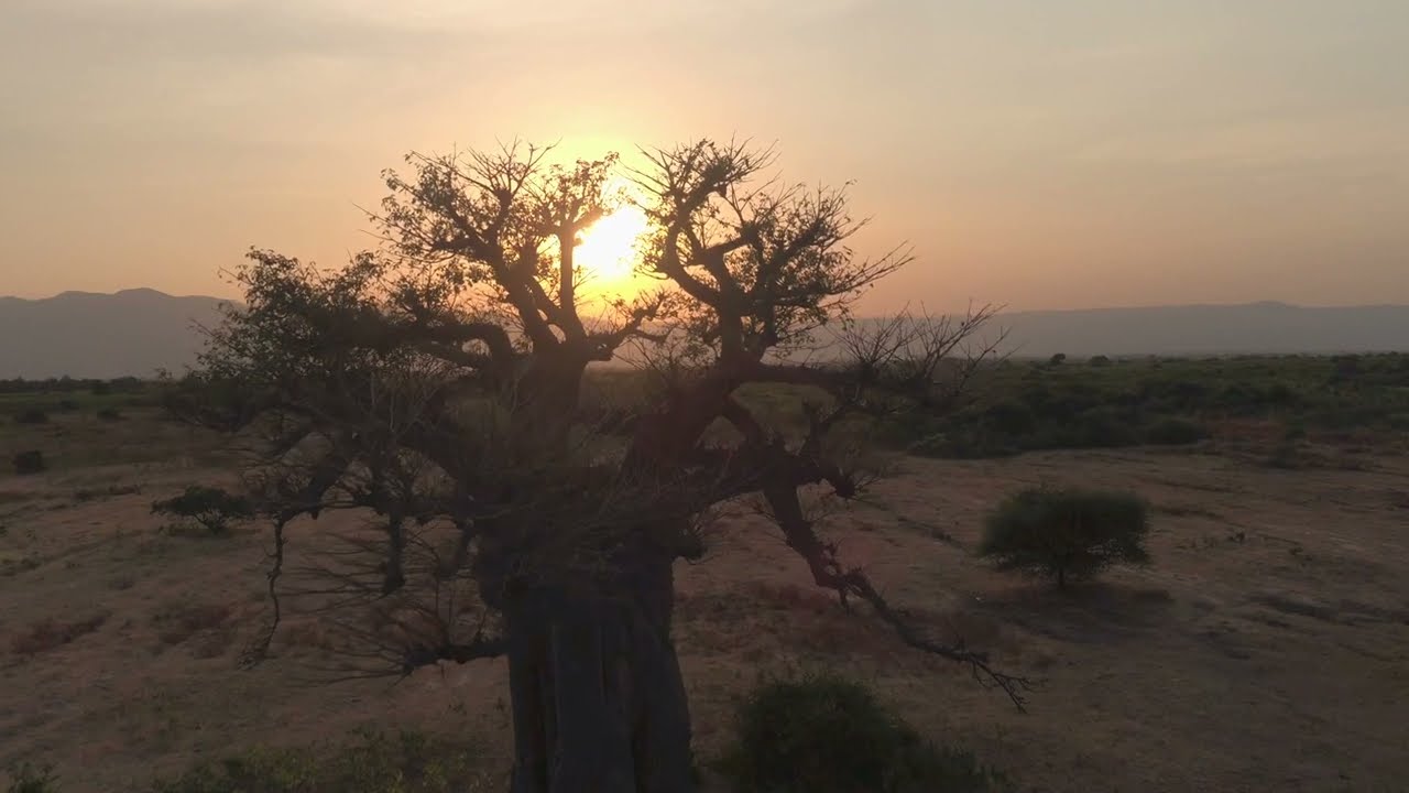 The Baobab , the African Tree of Life ,a nutrient powerhouse for health and beauty