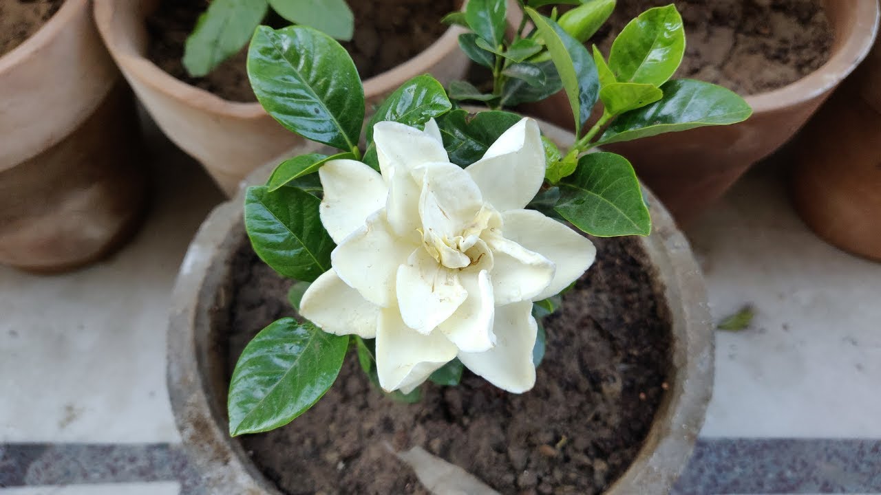 How To Grow & Care Gandhraj / Gardenia Plant in Pots - Summer Care of Gandhraj Plant