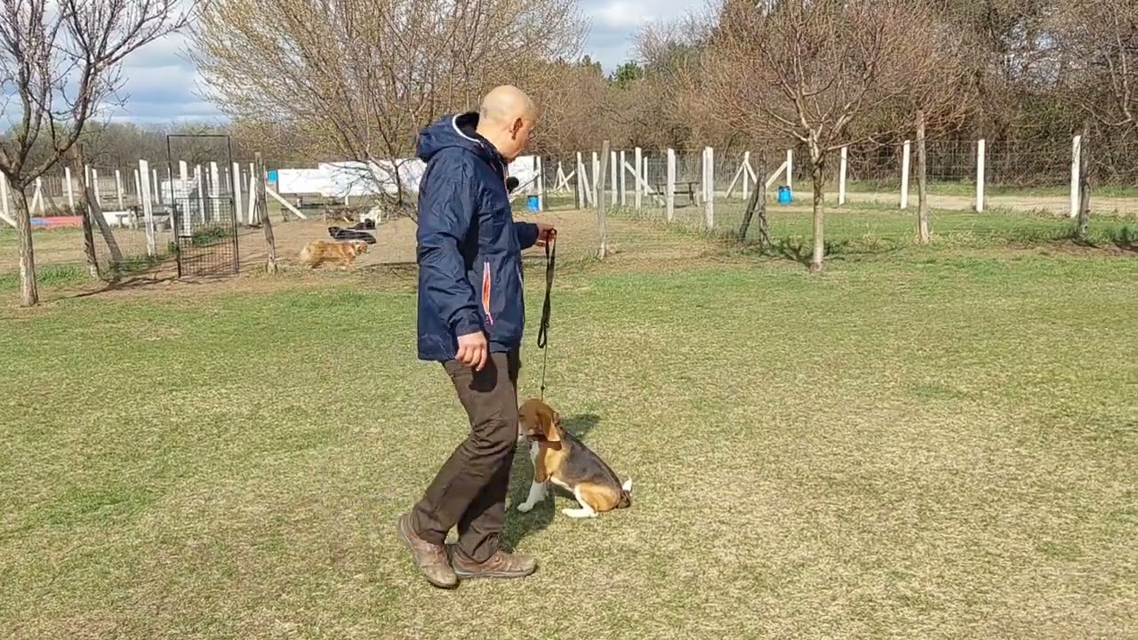 Beagle kutyaoktatás kutyaiskola kutyakiképzés