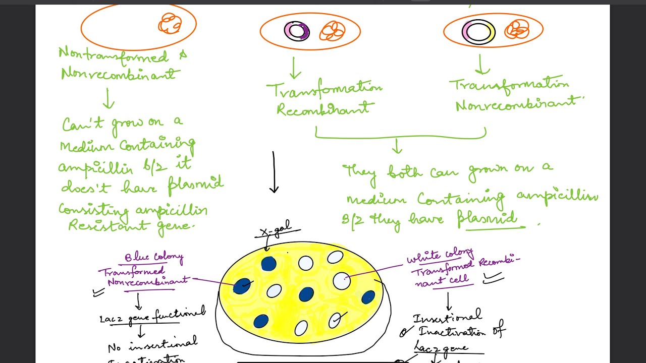 Blue White Screening for selection of Recombinant 