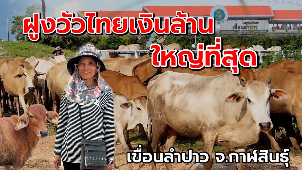 ฝูงวัวไทยเงินล้าน ‼️ใหญ่ที่สุด ‼️เขื่อนลำปาว จ.กาฬสินธุ์