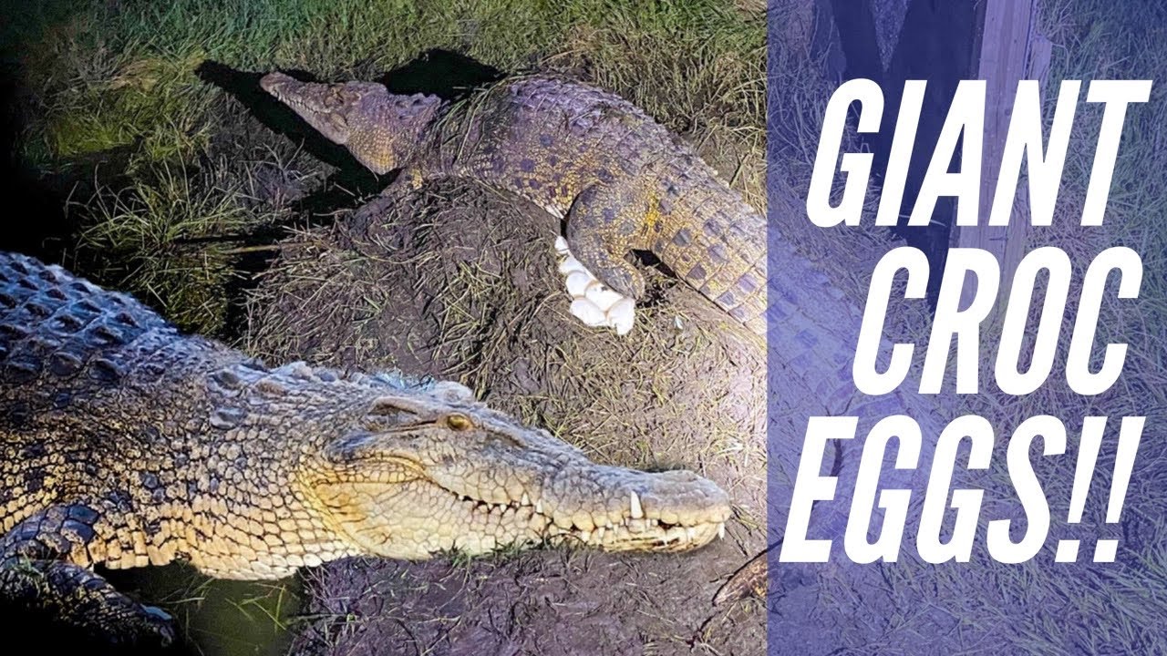 Collecting Eggs From 15 Foot GIANT Crocodile!!