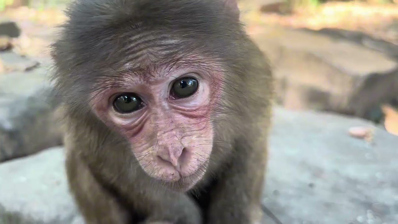 Life of baby monkey after no mommy #monkey #lifeisbutadream #cute 