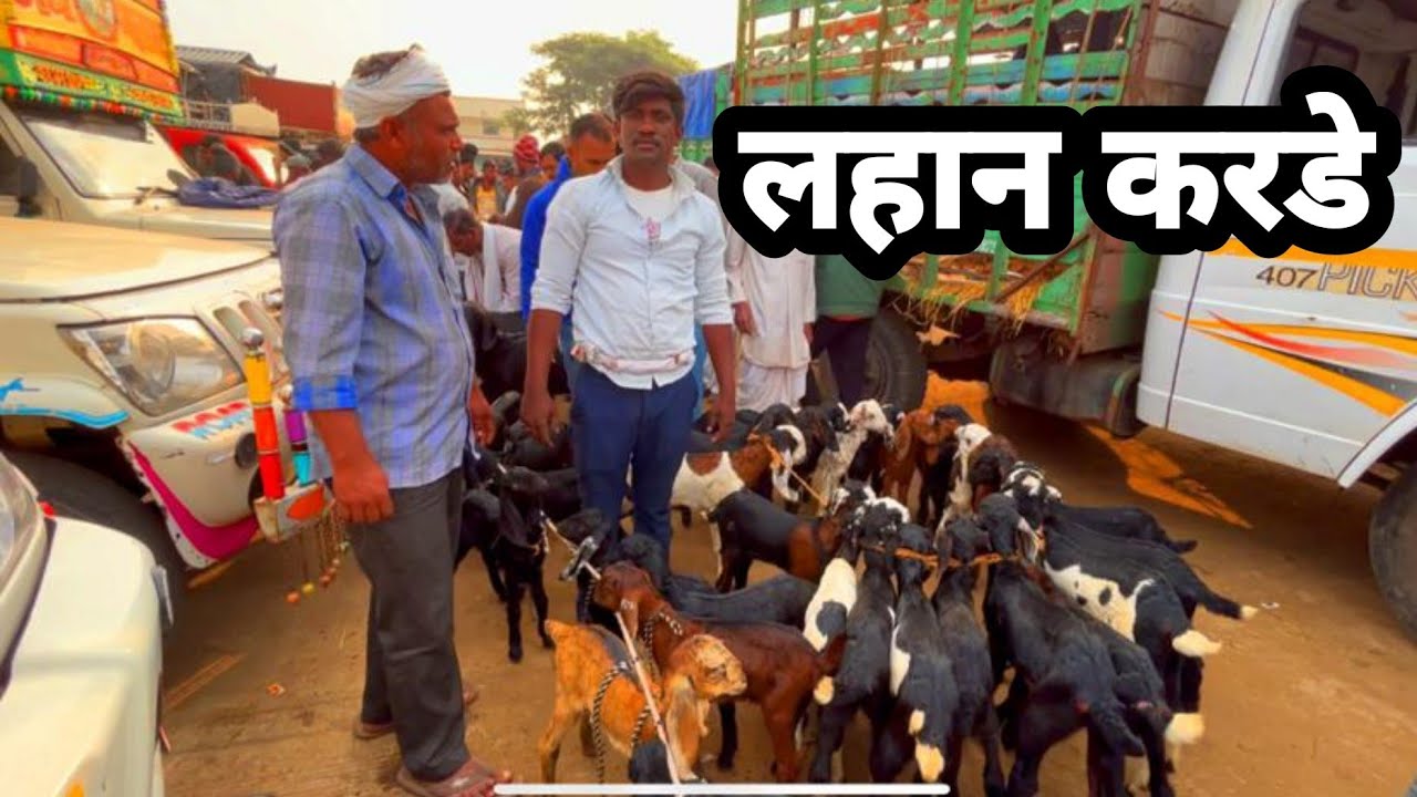 महाराष्ट्रातील सर्वात मोठा शेळ्या मेंढ्या चा बाजार | 26/11/2022 (शनिवार)चाकण बकरी बाजार अपडेट |