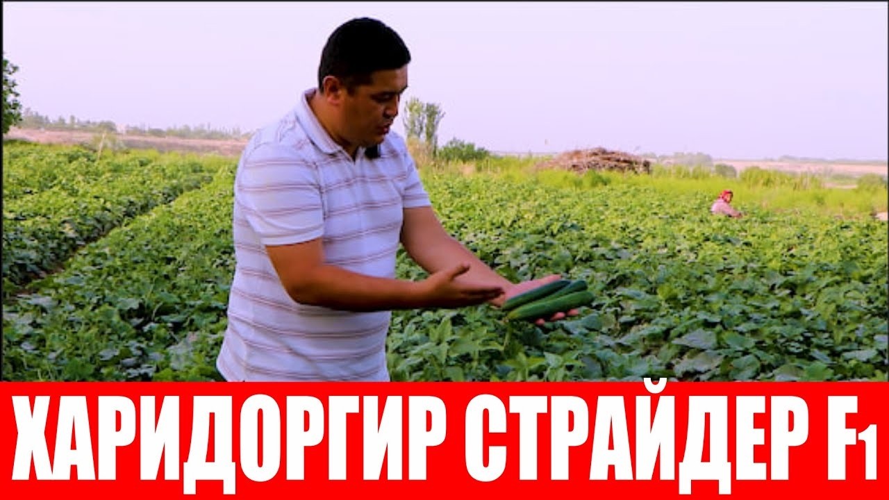 Деҳқонбоп серҳосил, харидоргир ва мазали Страйдер F1 (Cucumber Strider F1-Sakata)