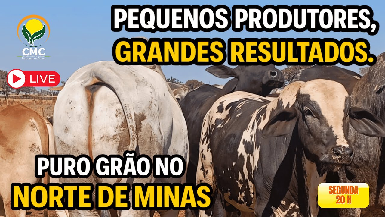 Pequenos Produtores, Grandes Resultados. Puro Grão no Norte de Minas
