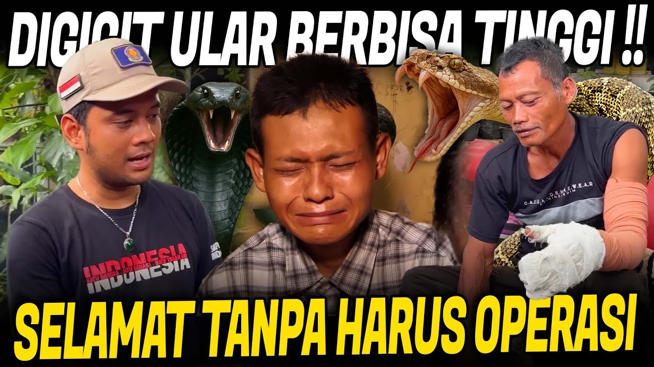 MEREKA BERHASIL SELAMAT DARI GIGITAN ULAR BERBISA TINGGI !!