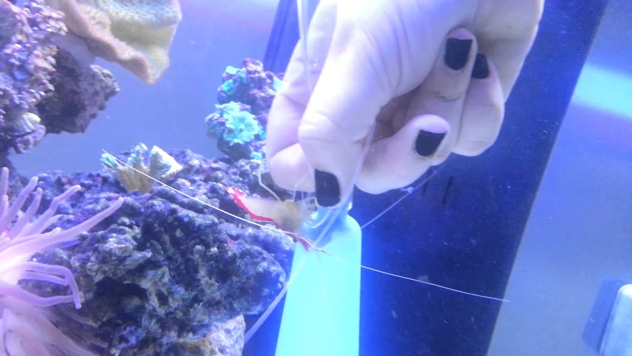Cleaner shrimp cleaning my hands!