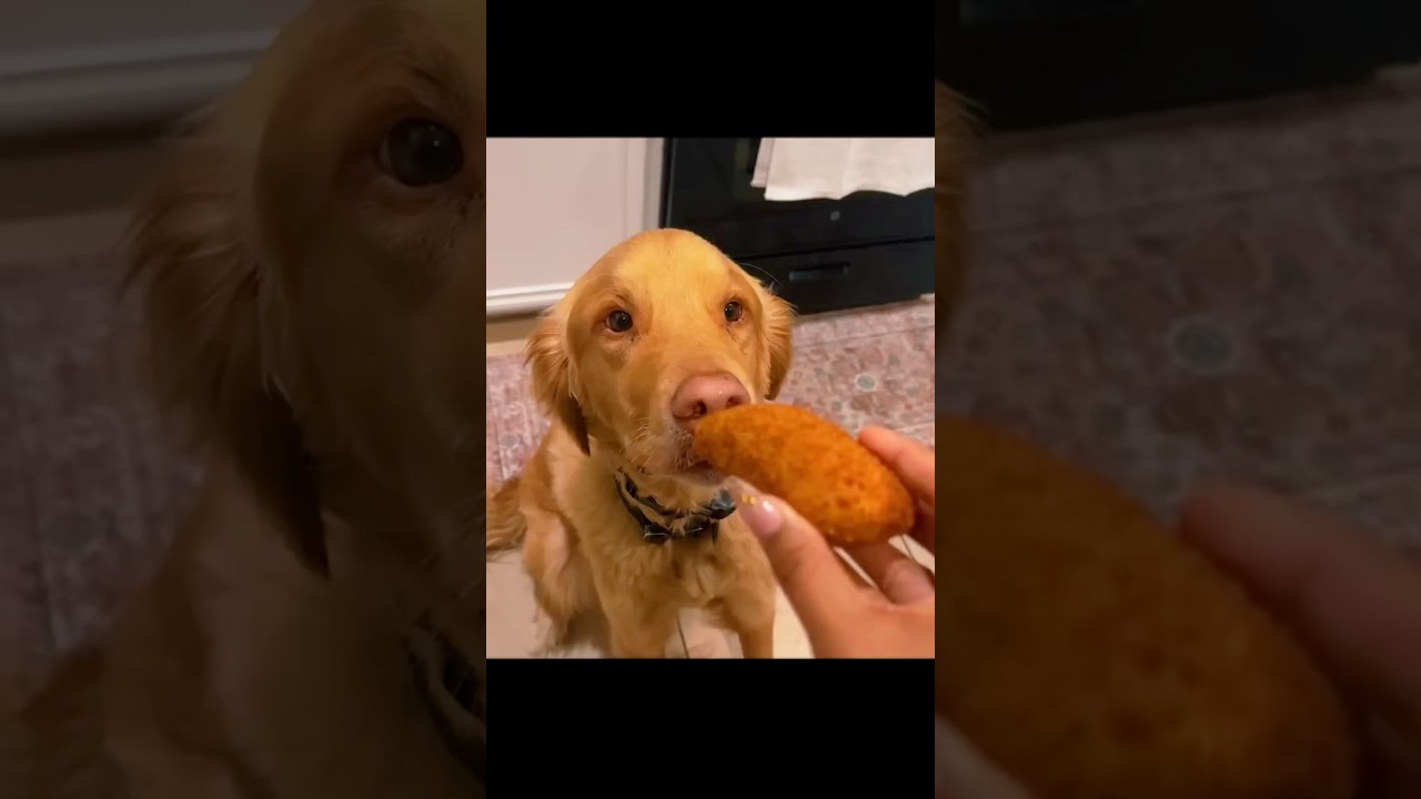 Ranking the CUTEST DOGS of all time 😍