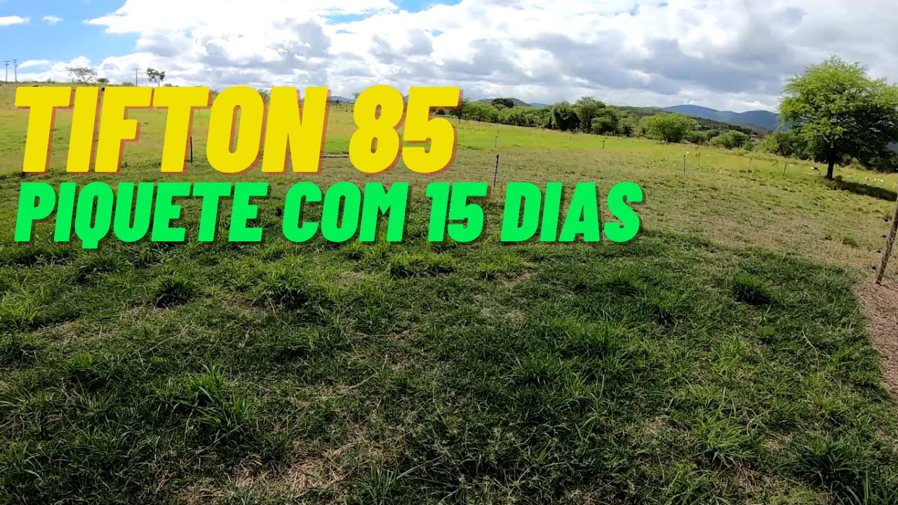 TIFTON 85 - Como est&aacute; o piquete ap&oacute;s 15 dias