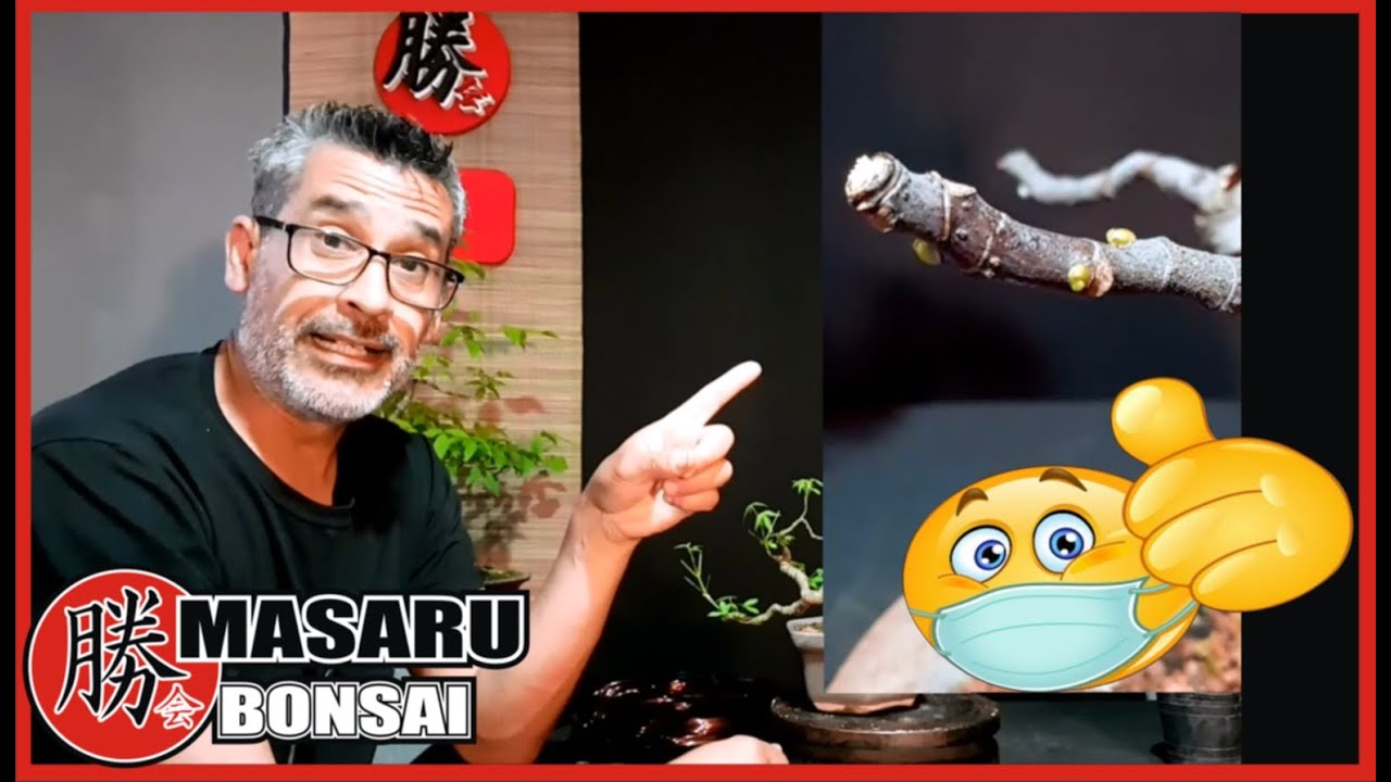 BONSAI ACER NEGUNDO DIRECCIONAR FUERZA DE CRECIMIENTO - PARAÍSO ALAMBRADO