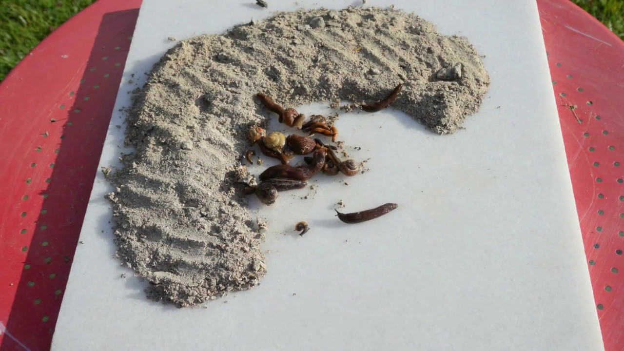 Ashes Against Slugs & Snails. Does It Work? Here the Test!