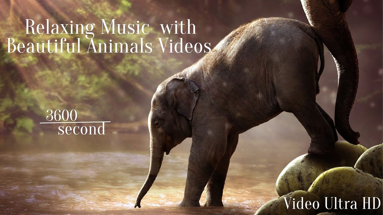 3600 second Wildlife  24/7 - Relaxing Music With Beautiful Animals Videos (Video Ultra HD)