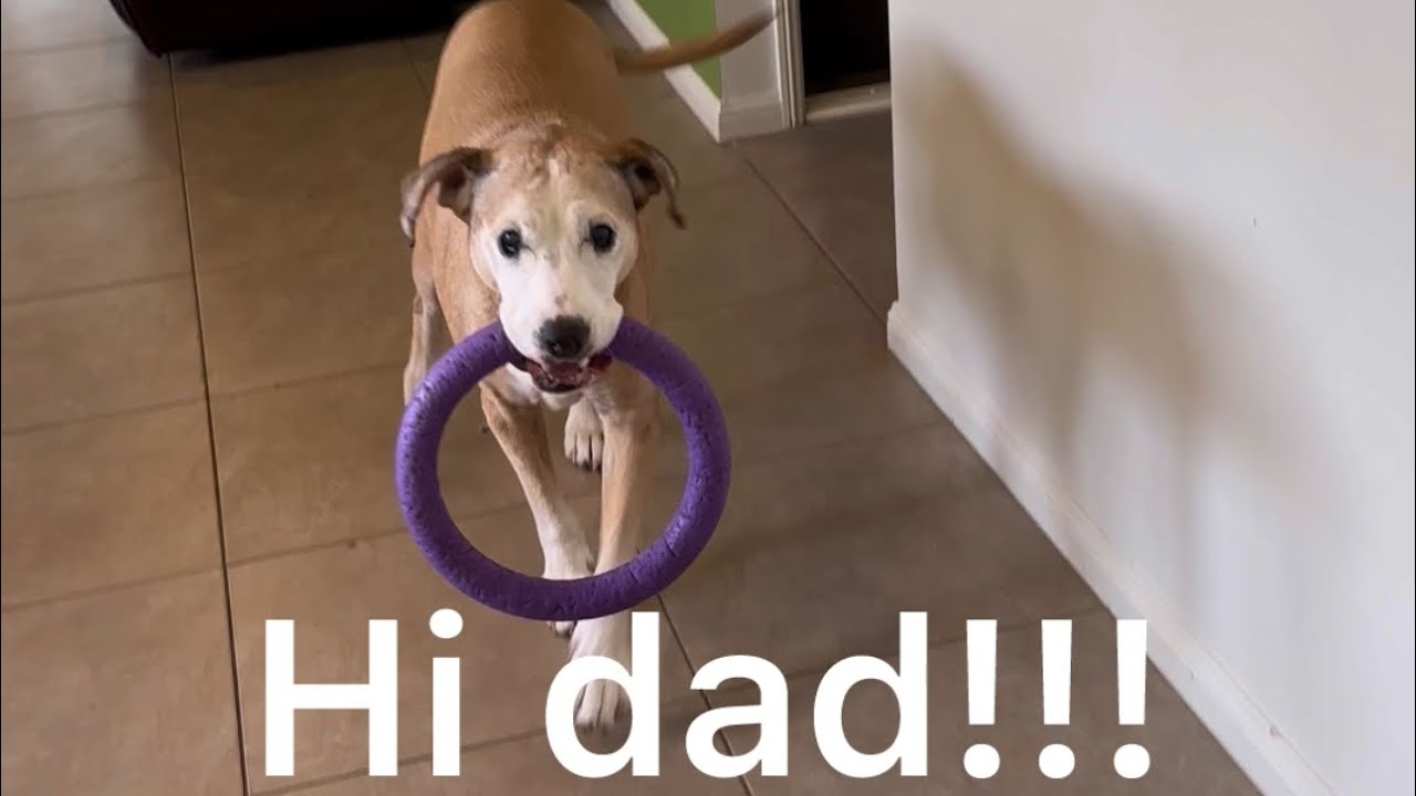 Heartwarming Dog Greeting When Dad Comes Home! 🐶❤️