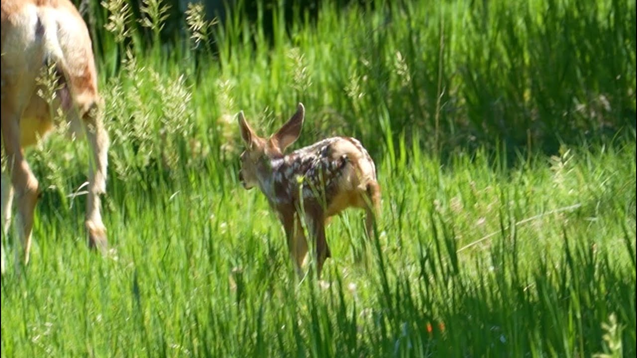 I Sure Hope This Injured Fawn Survives | Colorado Wildlife | Wildlife Wednesday