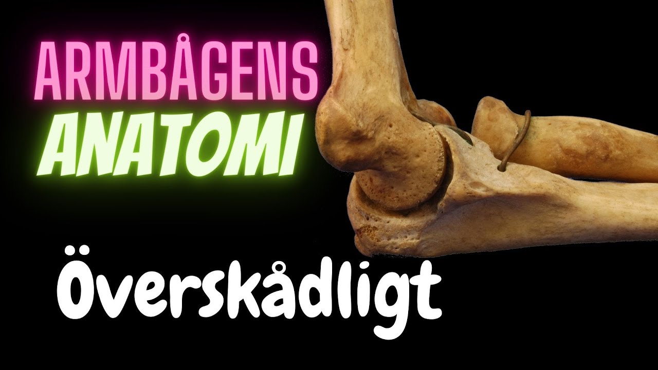Armbågens anatomi en enkel överblick