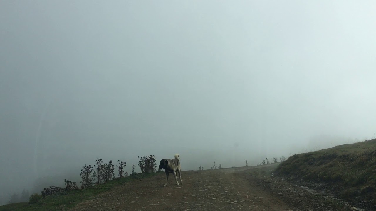 Giresun Dereli &Ccedil;ağman Yaylası Belen Mevkii 2017