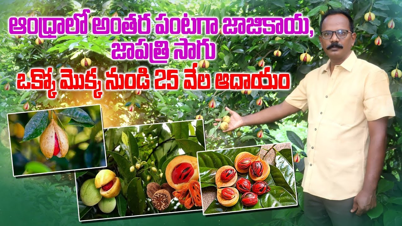 అంతర పంటగా జాజికాయ జాపత్రి సాగు | Nutmeg Cultivation Profitable Success Story | AgriTech Telugu