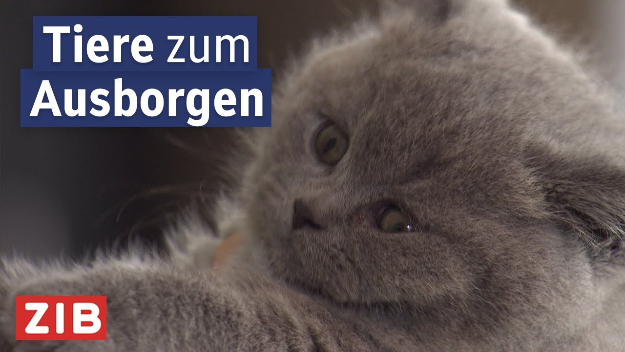 Diese Hunde und Katzen freuen sich &uuml;ber Besuch | konkret vom 10.10.2024