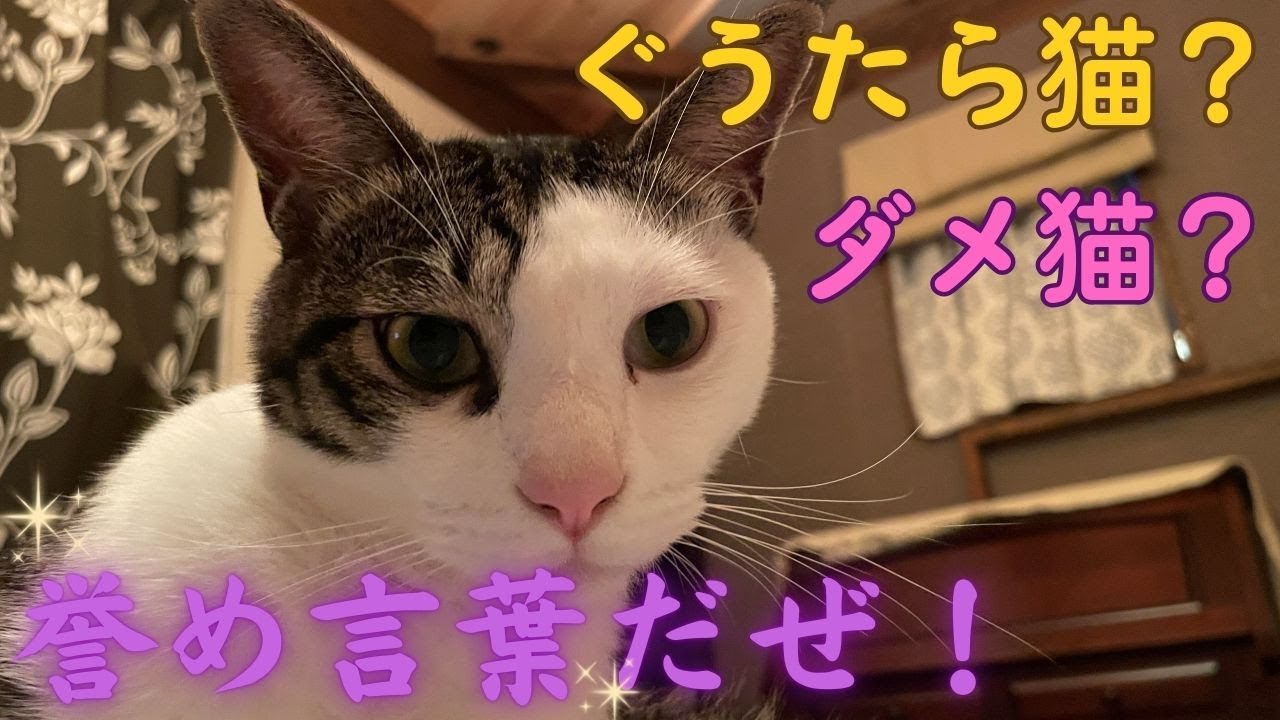 #23【ダメ猫】ぐうたら王ラオウ、ストーブ前を独占中！