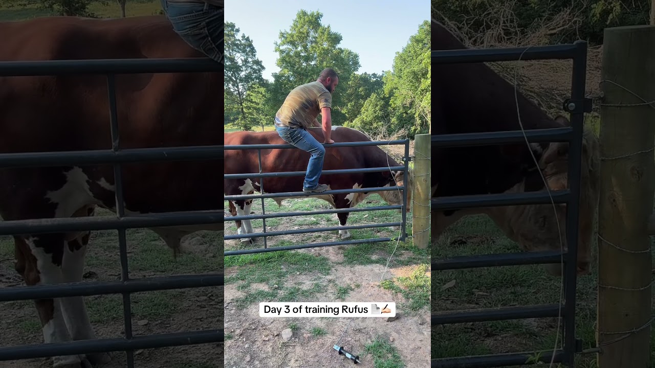 Don&rsquo;t worry, Rufus&lsquo;s safety is my number one concern #rufusthebull
