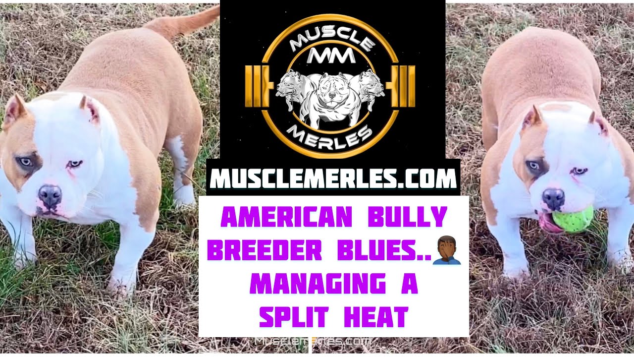 AMERICAN BULLY EPISODE 18: Managing a split Heat, Muscle Merles Beanstock Daughter Ms. BEANevolent