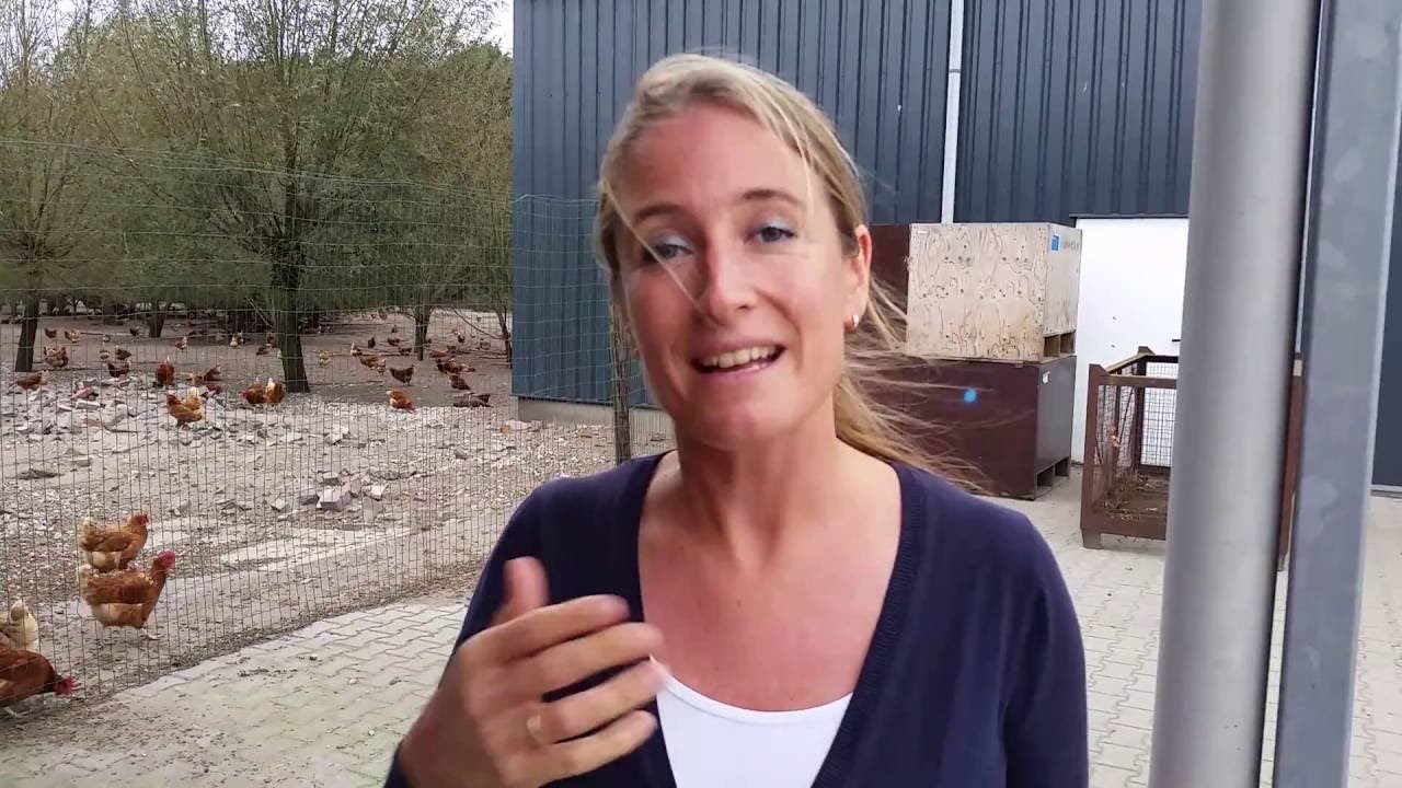 Hoe kippen zweten
