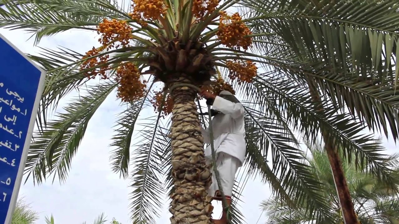قرية غلا / ولاية بوشر