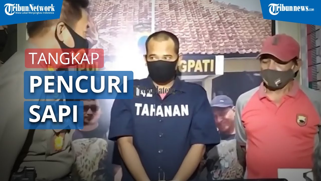 Polisi Tangkap Pencuri Sapi di Gunungpati Semarang, Ditemukan Barang Bukti Senjata Api