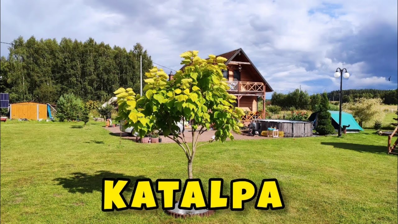 Katalpa