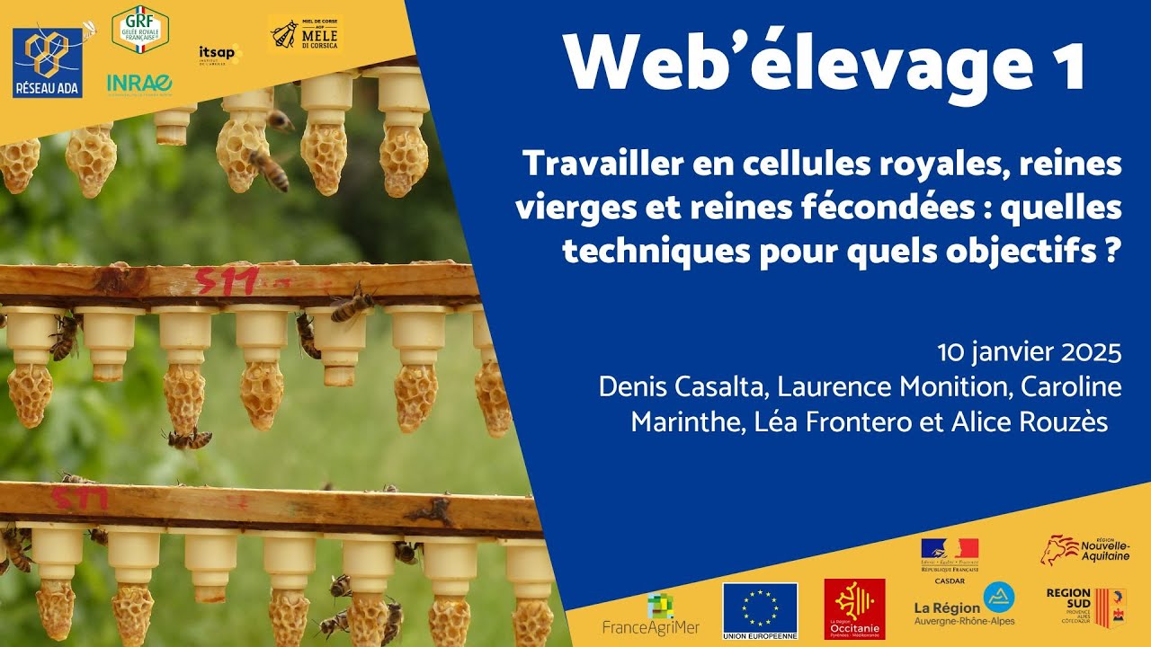 Web'élevage 1 : Travailler en cellules royales, reines vierges et reines fécondées.