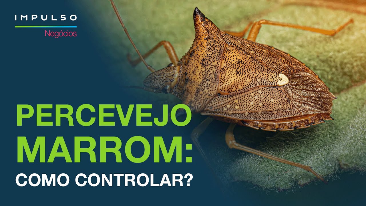 Percevejo-marrom: como controlar esta praga? | Impulso Negócios EP. 92