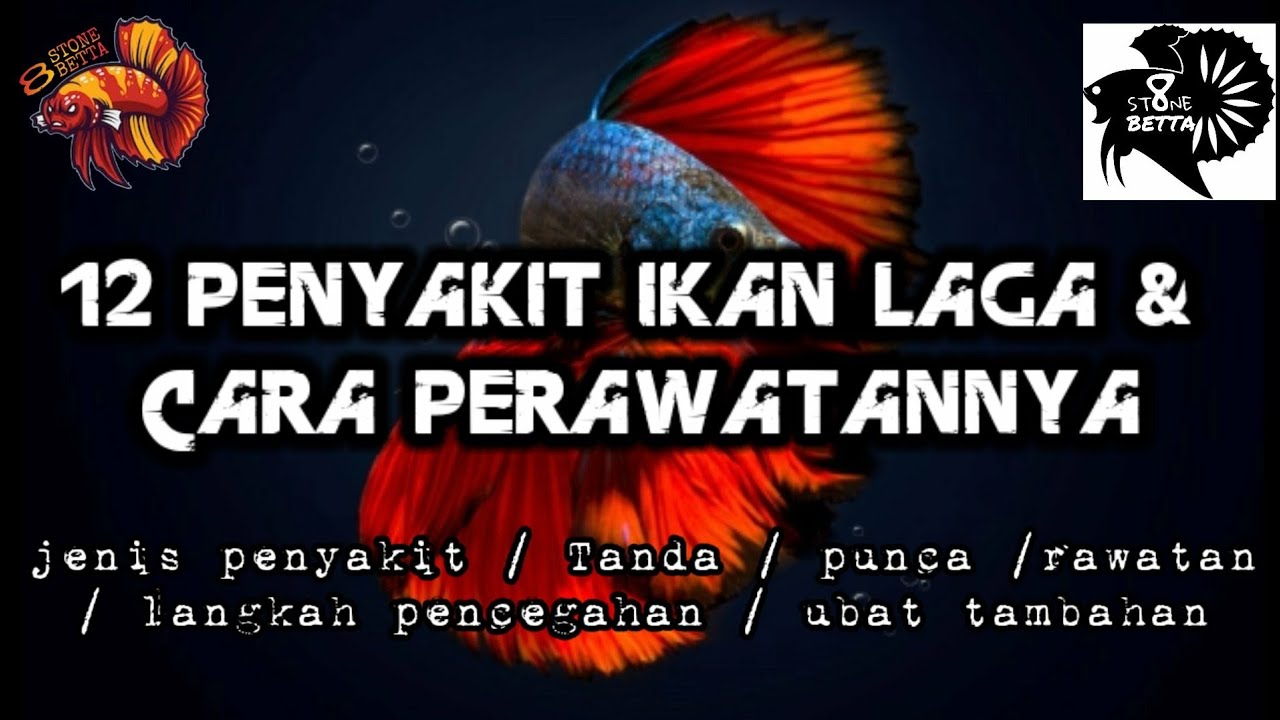12 Penyakit Ikan Laga dan Cara Perawatannya | BETTA INFO