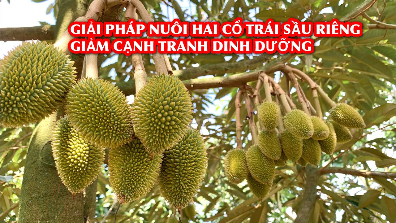 Giải pháp hạn chế cạnh tranh dinh dưỡng, nuôi hai cổ trái sầu riêng hiệu quả.