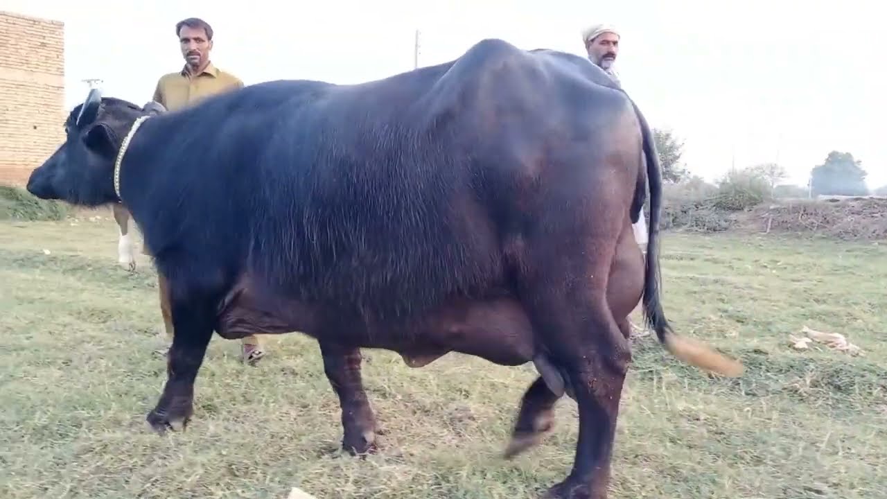 Top Neeli Ravi Buaffalo Pakpattan punjab TV
