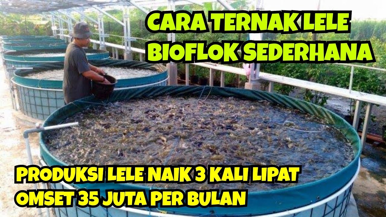 CARA TERNAK LELE BIOFLOK SEDERHANA || HASIL PRODUKSI LELE NAIK 3 KALI LIPAT, OMSET 35 JUTA PER BULAN