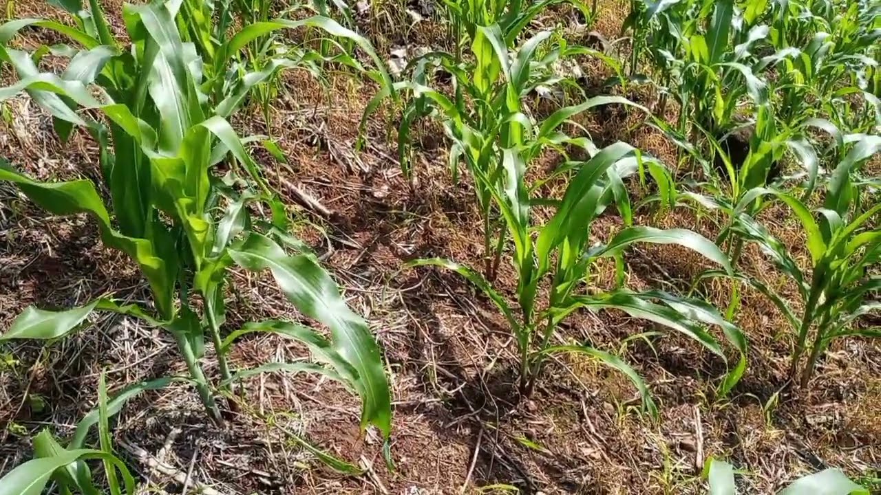 COMO LIMPIAR MILPA CON HERBICIDAS
